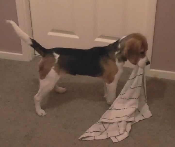 What This Beagle Did After Bath Time Is Simply Delightful!