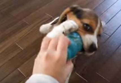 This Playful Beagle Puppy Is Having The Best Day Ever Playing With His Kong!