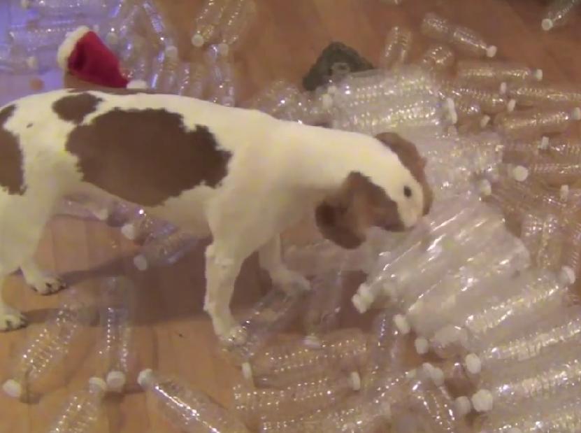 Maymo The Beagle Receives 210 Empty Bottles As A Christmas Gift, And His Reaction Is Priceless!