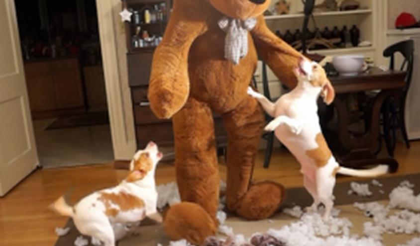 Hilarious Video: Beagles Fight A Giant Teddy Bear!