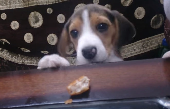This Beagle Puppy Is Mad Because He Can’t Reach The Piece Of Chicken!
