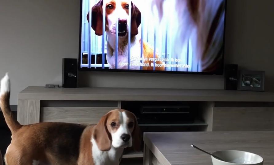 This Beagle Wants To Rescue A Dog He Saw On TV!