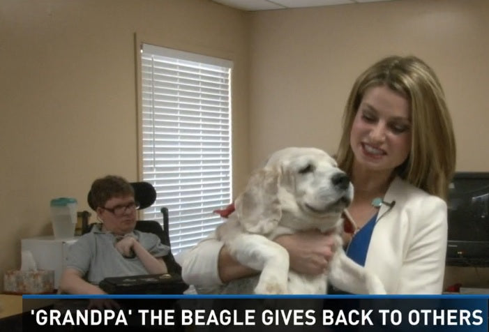 17-Year-Old Beagle Named "Grandpa" Helps Those In Care Homes!