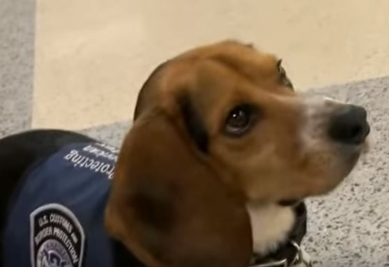 These Beagles Are The Cutest Crew Protecting America’s Borders!