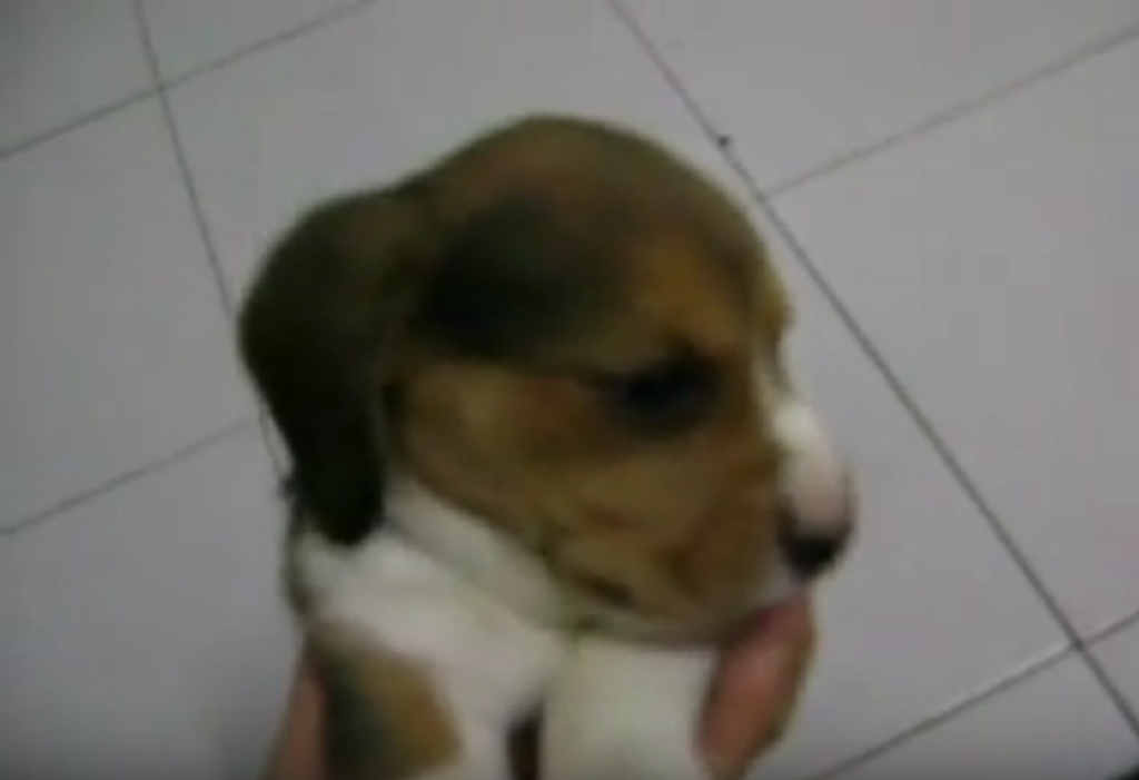 Nobody Can Resist These Little Beagle Puppies!