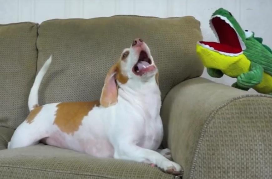 This Beagle Has Hilarious Reaction to Alligator Puppet!