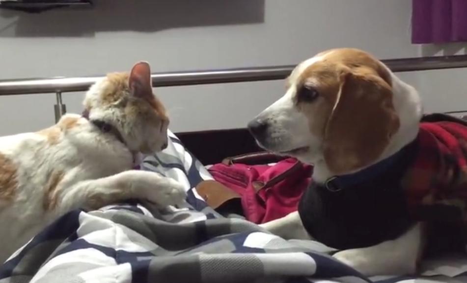 This Beagle Enjoys His Playtime With His Cat Friend!