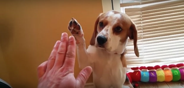 This Beagle Is PROOF That Dogs Fit Perfect As Part Of The Family!