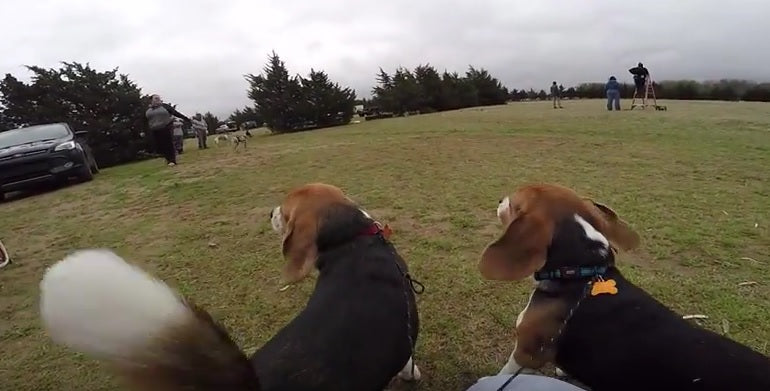 These Two Beagle Brothers Are Head To Head Racing To See Who’s The Quicker One!
