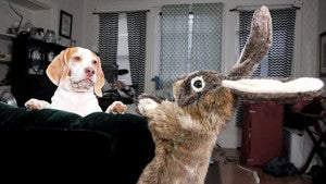 Maymo The Lemon Beagle Fights Rabbit Puppet!