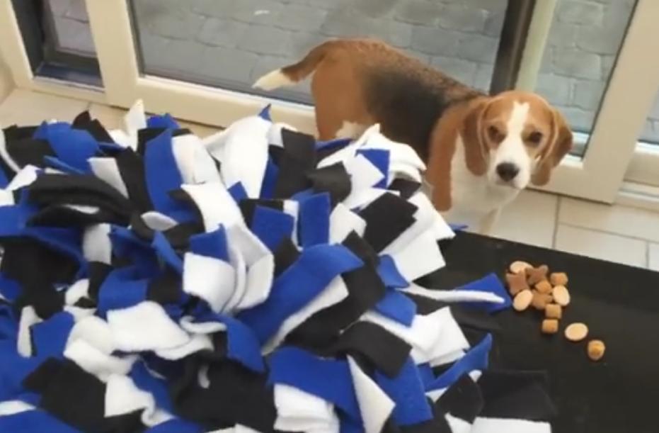 Louie The Beagle Is Testing Toys, And He Is Having The Best Day Ever!