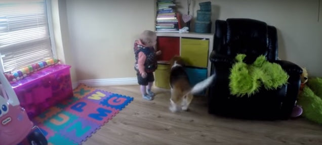 Beagle And Baby Are Working Together To Hide The Hat!