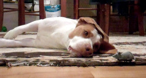 Maymo The Beagle Falls In Love With His Toy Mouse!