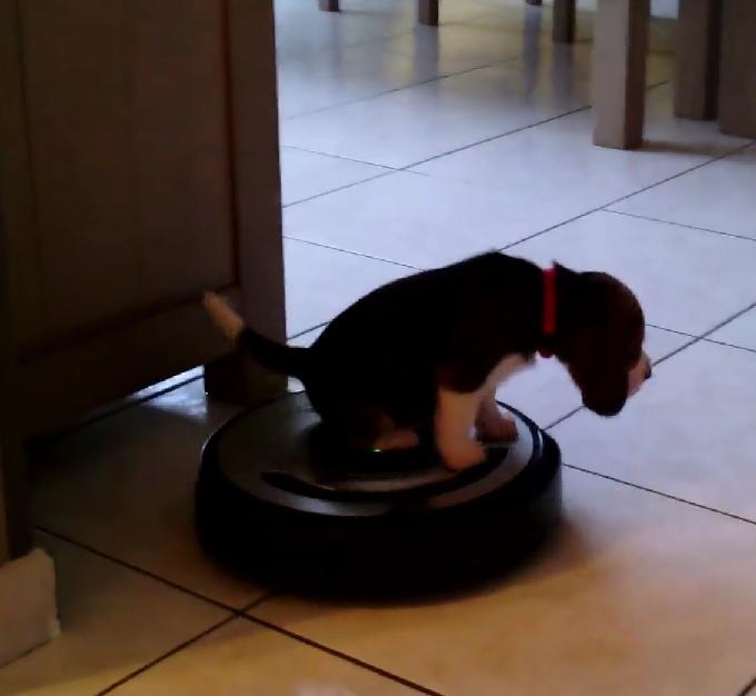 4-Week-Old Beagle Riding a Roomba Will Make Your Day!