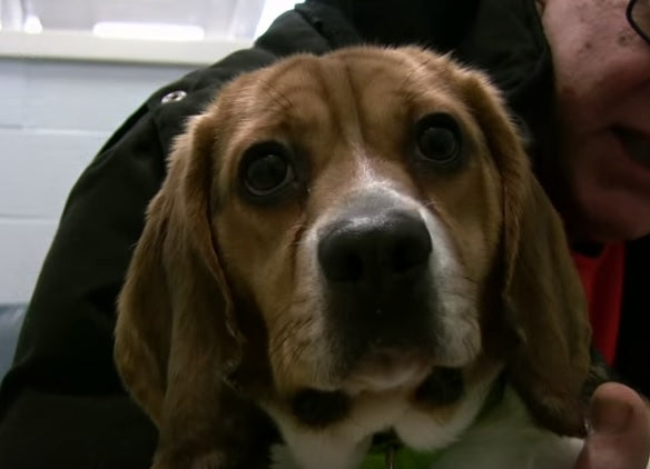 These Two Beagles Are Best Friends at Northeast Animal Shelter!