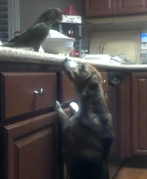 Adorable Video Of How Bird Shares Spaghetti With Her Hungry Beagle Friend!