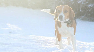 Slow Motion Beagle In The Snow Video!