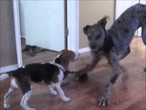 Beagle Battles Great Dane For The Same Toy!