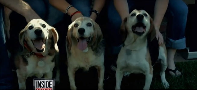 Three Old Beagles Are Free For The First Time, And Their Reaction Is Adorable!