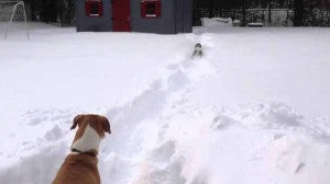 Video: Beagles Love Playing In The Snow!