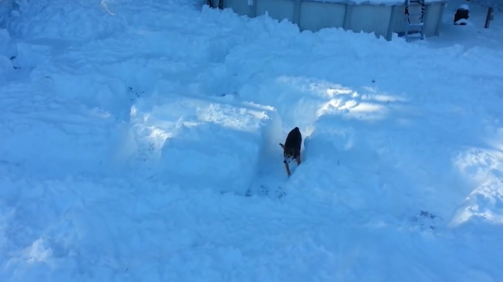 This Beagle Pup Is Exercising By Searching For His Treats In The Snow Maze!