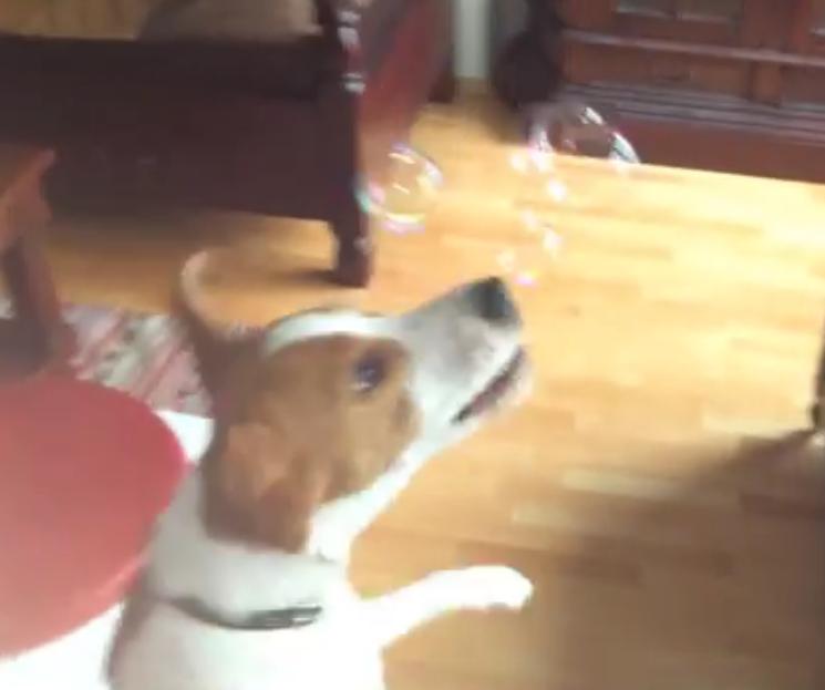 This Beagle Puppy Looks Adorable As He Struggles to Catch Bubbles!