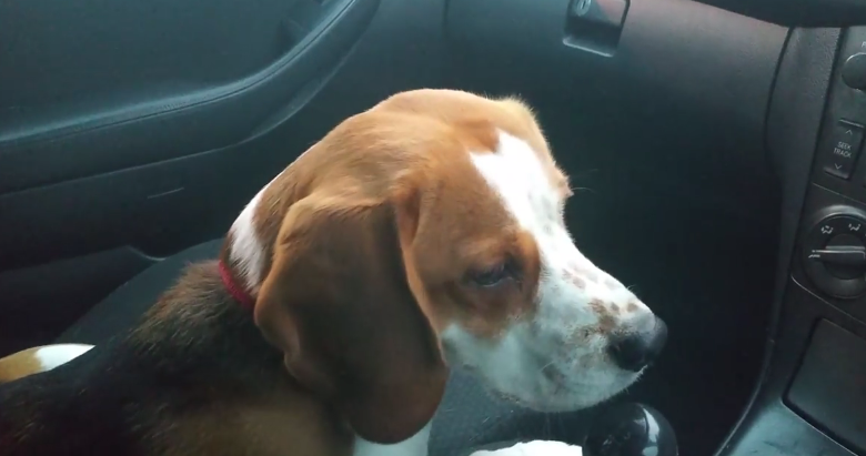 This Beagle Does The Cutest Thing While In A Car!