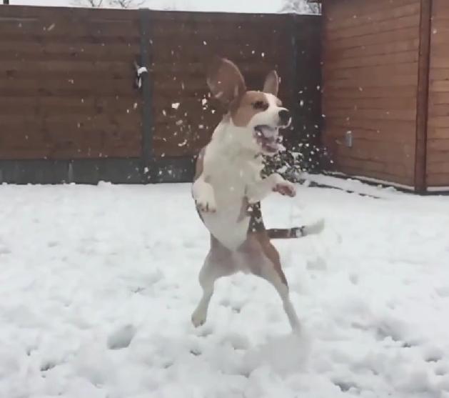 Slow Motion Beagle Playing In The Snow Is Simply Gorgeous!