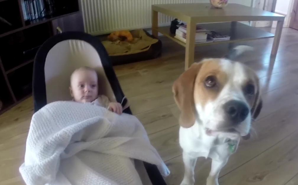 This Beagle Learned How To Bring Doll And Blanket To A Baby!