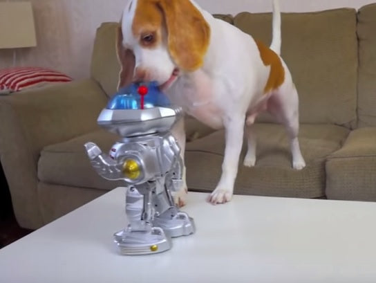 This Beagle Is Having Fun With The Carrot-Wielding Robot!