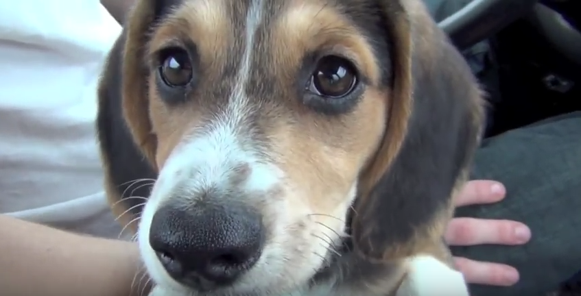 Adorable Beagle Puppy Discovers The Beach And Falls In Love!
