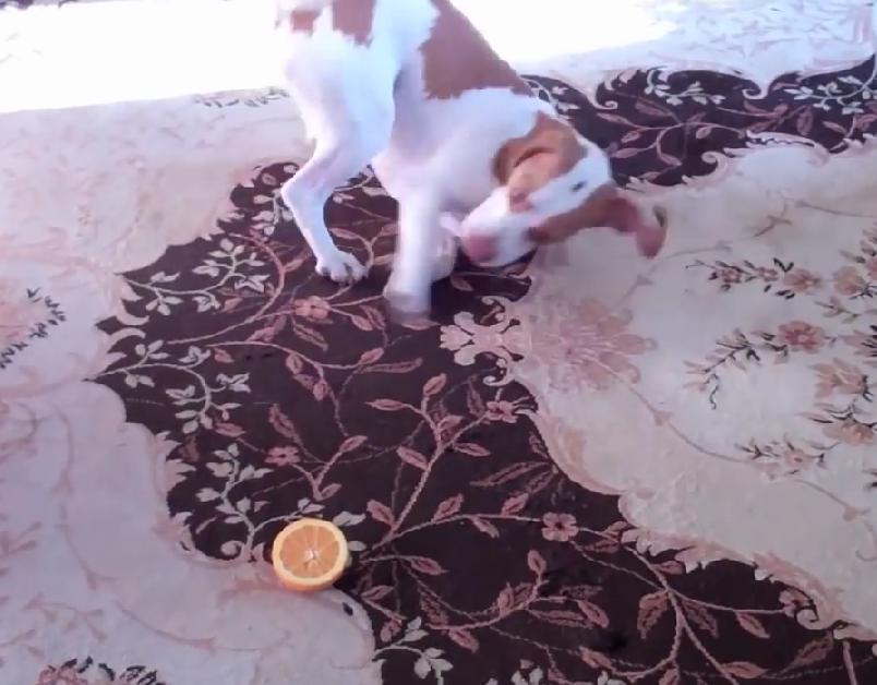 NEVER EVER Put A Beagle And An Orange In The Same Room! Because You Will DIE….From Laughing!