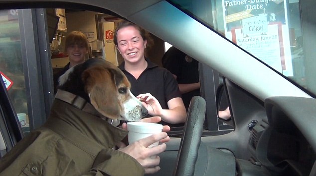 This Beagle Using Drive-Thru Restaurants Will Make Your Day!