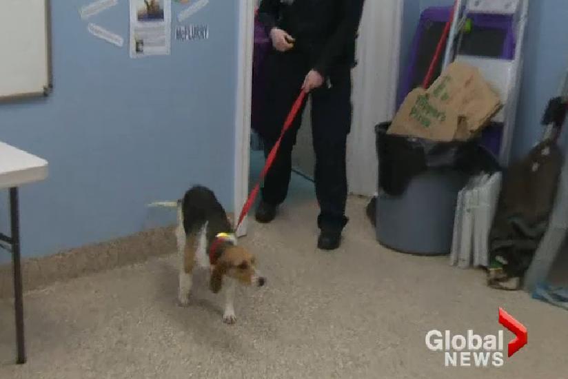 Video: Beagles Found Freezing And Seized By Ontario SPCA