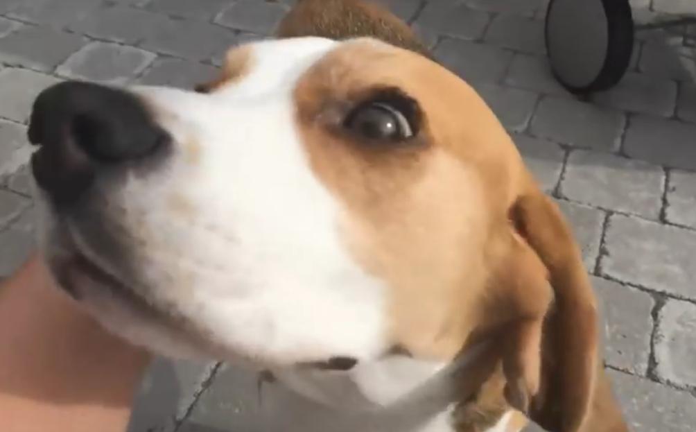 This Video Shows What A Beagle Needs To Be Truly Happy!