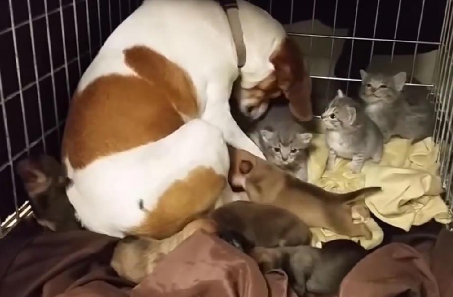 Three Gorgeous Kittens Are Adopted By A Mother Beagle!