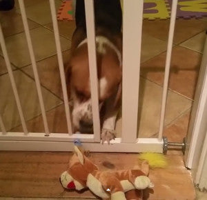 Persistent Beagle Finally Gets His Toy Through The Gate!