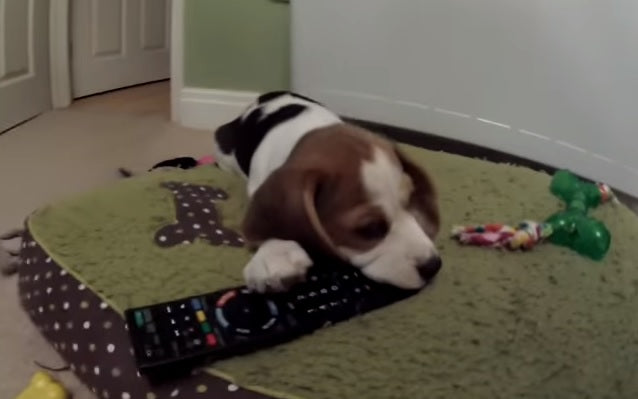 This Cute Beagle Puppy Is Doing Her Funny Beagle Stuff!