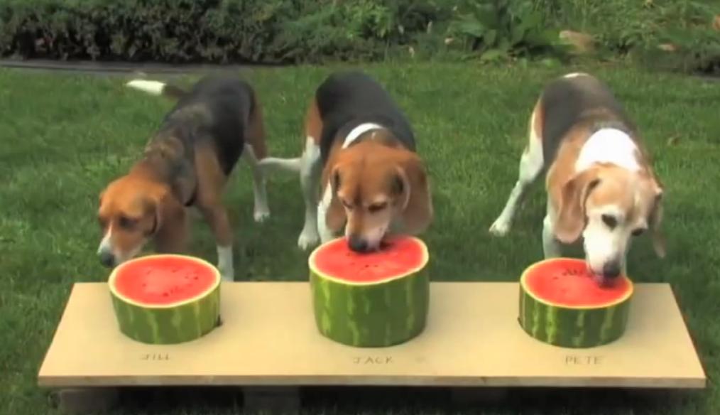 There Is A Watermelon Eating Contest, And These Beagles Are In For It!