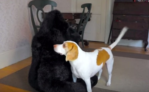 This Beagle Is In Love With Stuffed Gorilla!