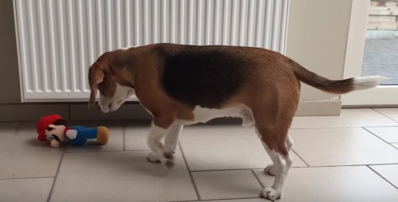 Funny Video: Louie The Beagle VS Mario The Italian Plumber!