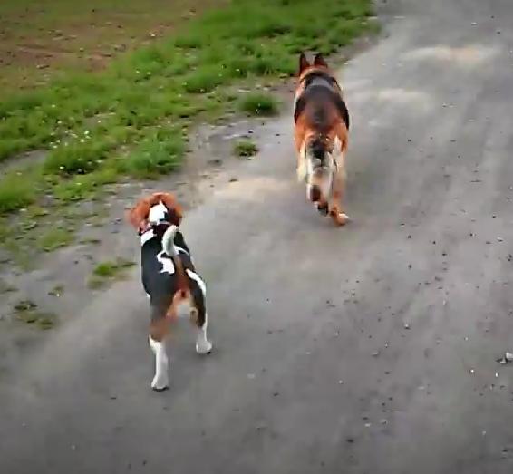 Beagle And His Dog Friend Are Enjoying A Weekend Together!