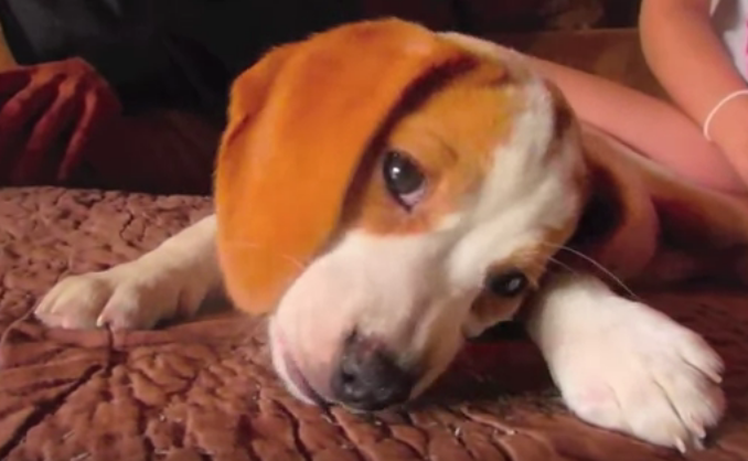 Adorable Lemon Beagle Puppy Is Learning From Her Foster!