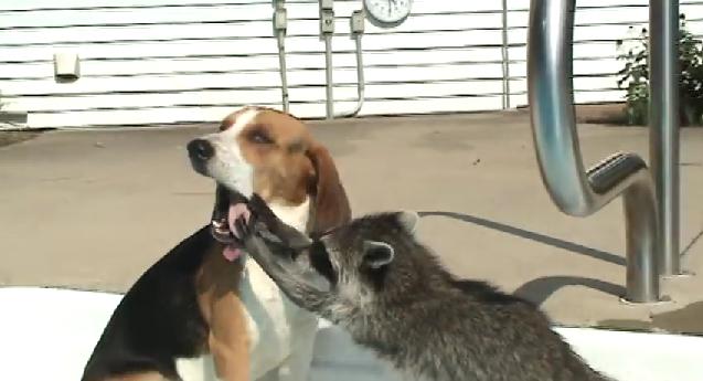 Love Has No Limits! A Beagle And A Raccoon Are Having The Most Adorable Relationship You’ve Ever Seen!