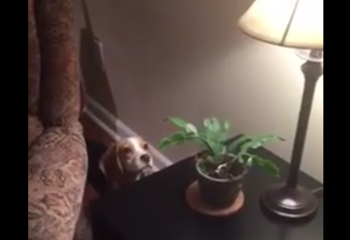 This Silly Beagle Is Having Serious Issues With A Cactus!