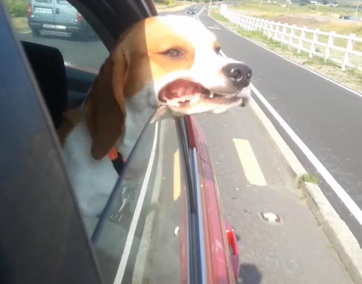 This Beagle Is Simply Hilarious!