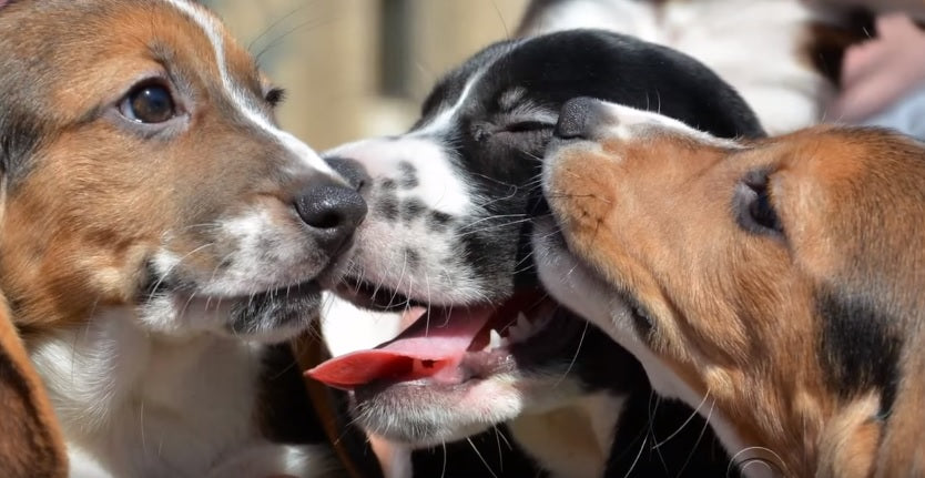 Meet The First IVF-Born Beagle Puppies In History!