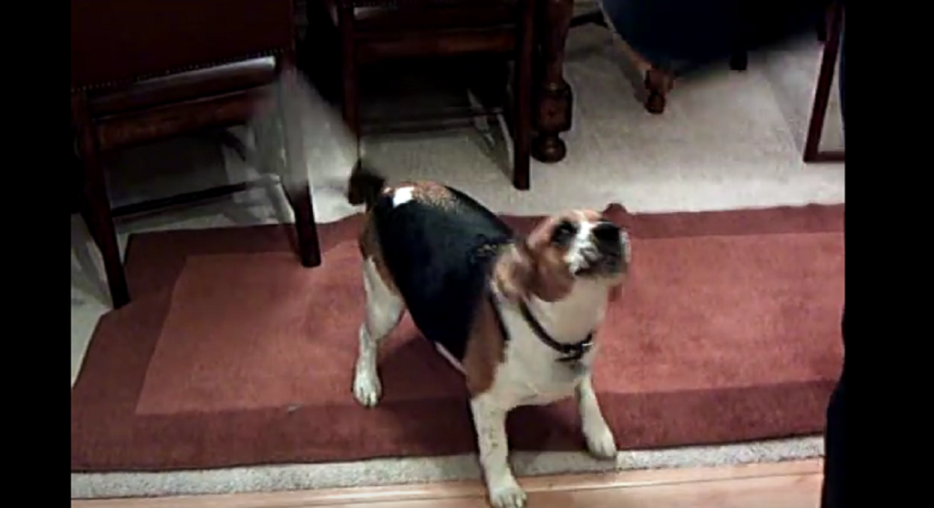 Silly Beagle Likes To Talk Back When Mom Says Get Out Of The Kitchen!