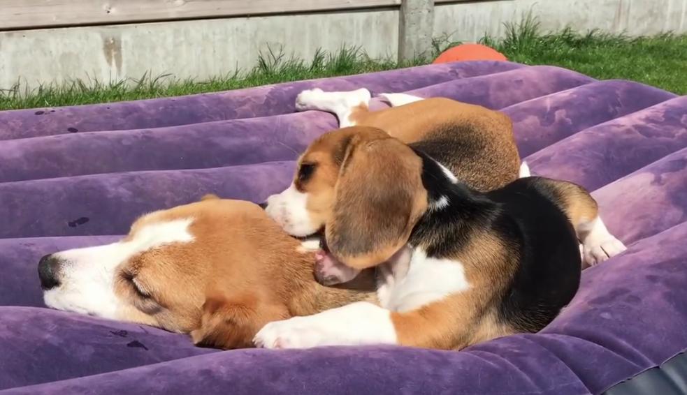 Louie The Beagle Will Show You How Keep Your Dog Cool In The Summer!