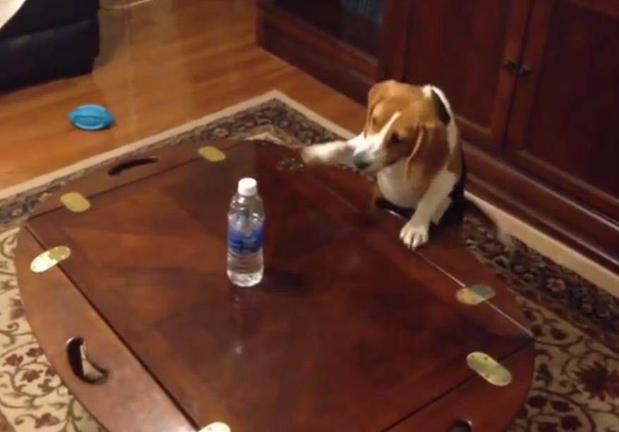 This Beagle Has The Most Hilarious Obsession Ever!